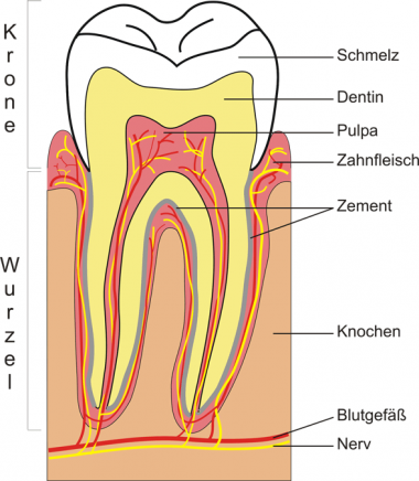 Menschlicher Zahn im Querschnitt